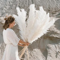 Bohemian Dried Pampas Grass for Home Decoration