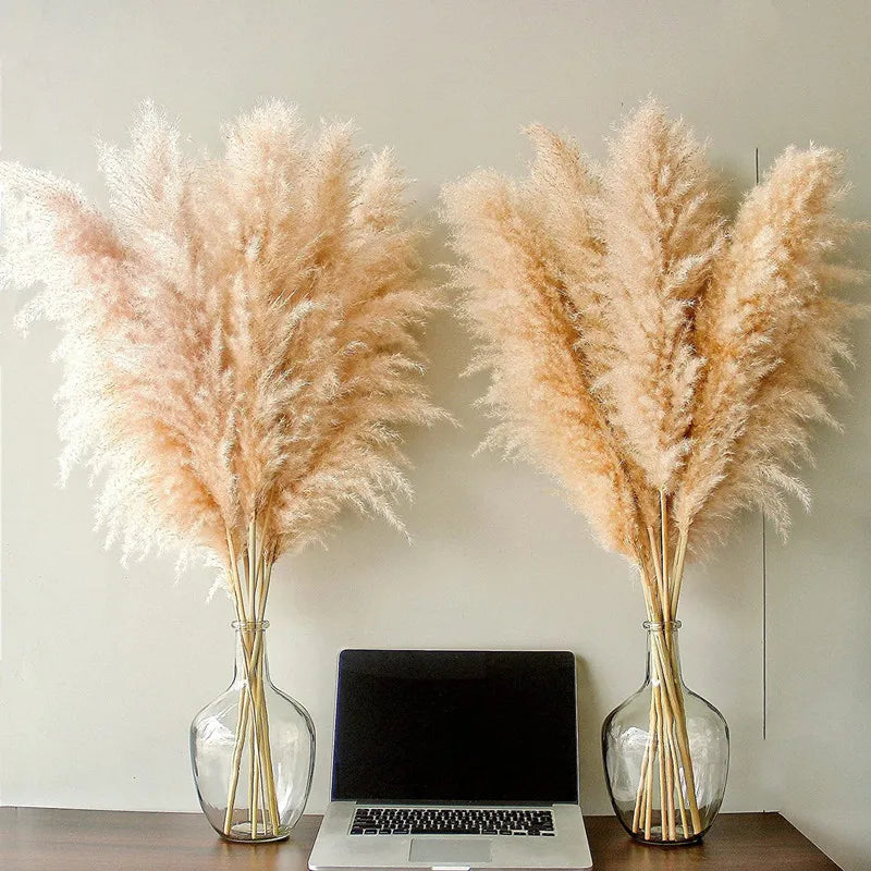 Bohemian Dried Pampas Grass for Home Decoration