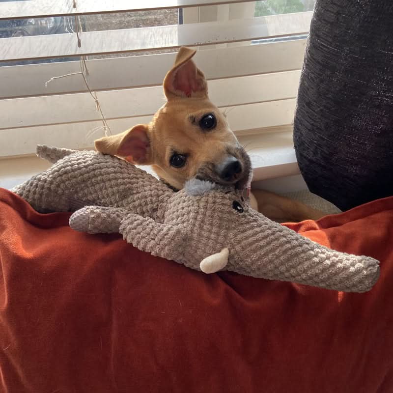 Sturdy Chew Toy for Energetic Dogs - Ideal for Fun and Engagement