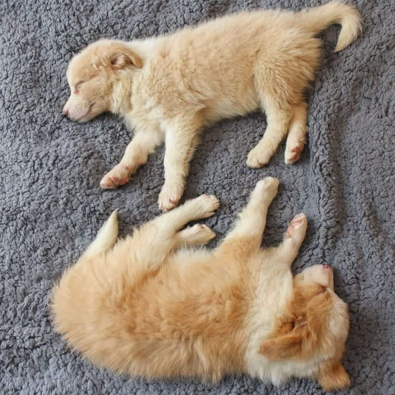 Luxury Fleece Blanket for Pets