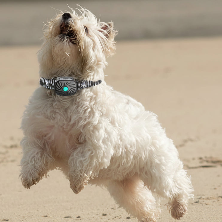 Soft Anti-Bark Collar with Sound and Vibration for Small Dogs