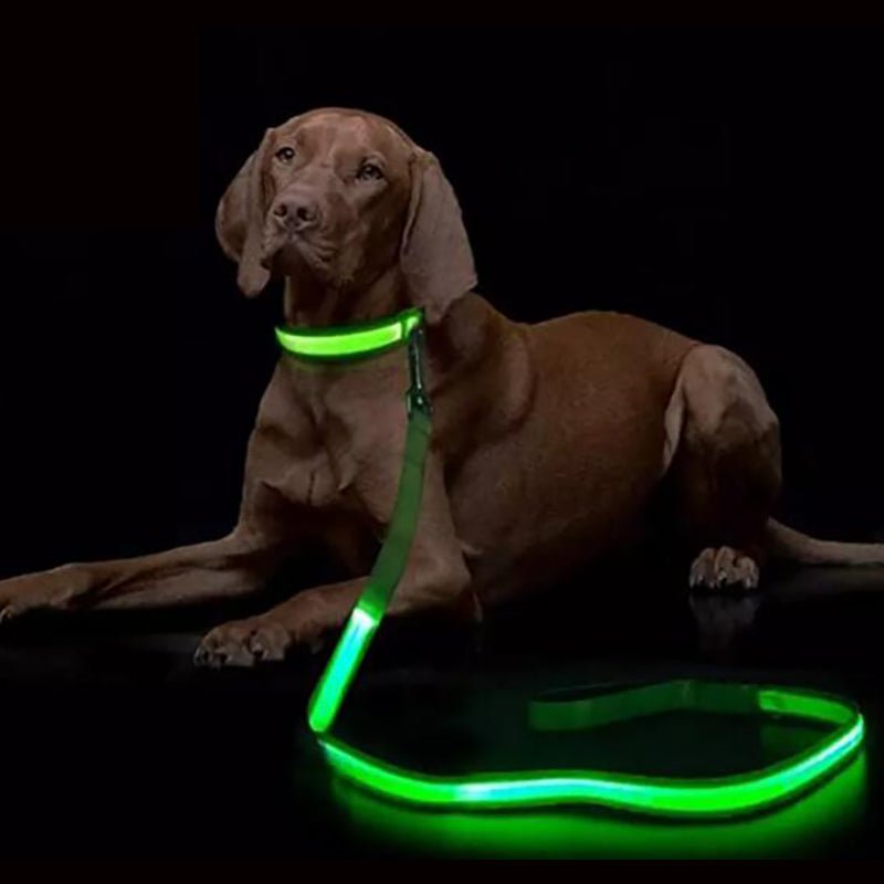 USB Rechargeable LED Dog Leash with Reflective Features
