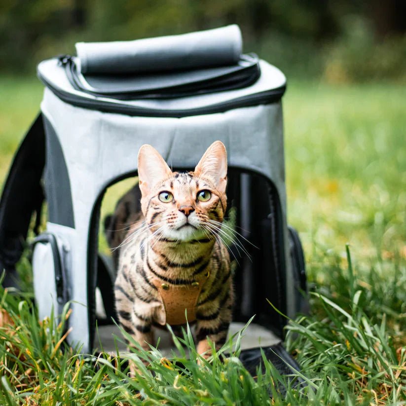 Cozy Cat Backpack with Transparent Viewing Window
