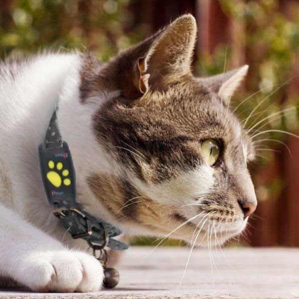 Real-Time GPS Cat Tracker – No Subscription Required