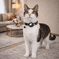 Cat Safety and Visibility GPS Tracker Collar