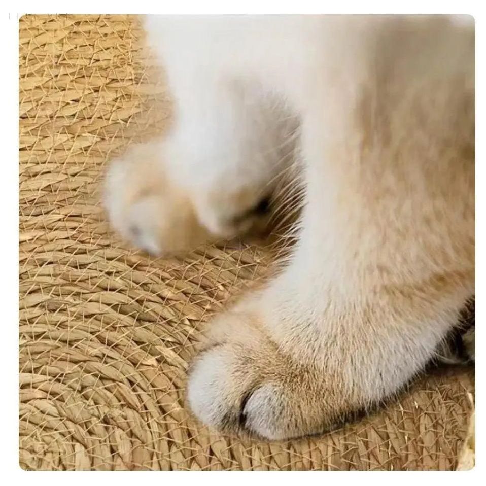Super Soft and Comfortable Cat Bed