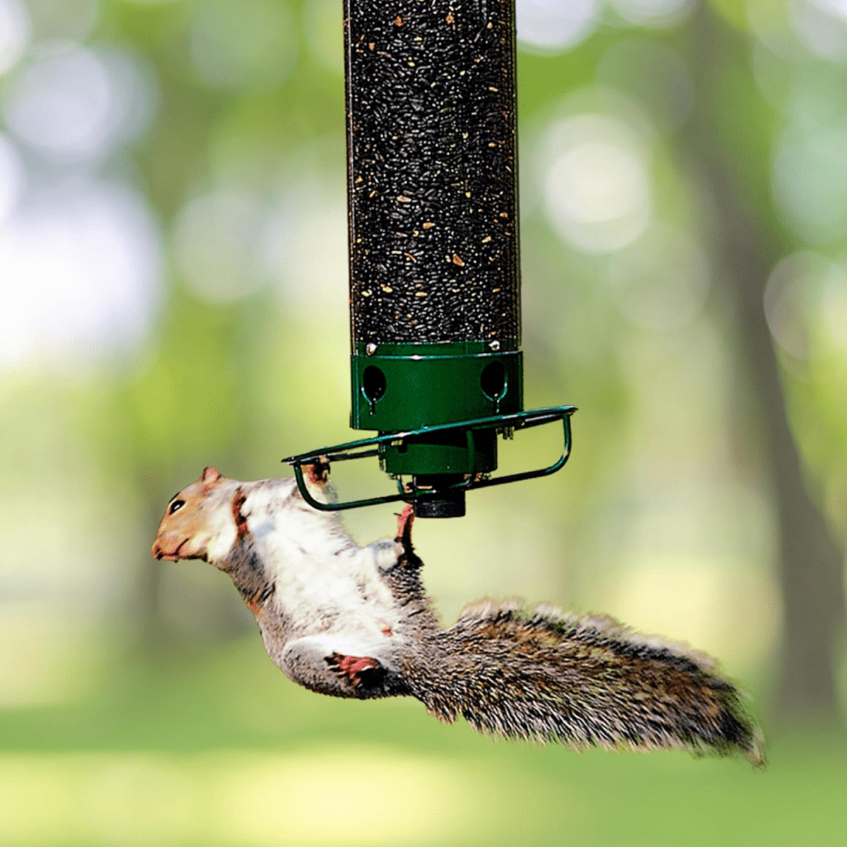 Squirrel-Resistant Birdhouse with Rotating Perch and Four Feeding Openings