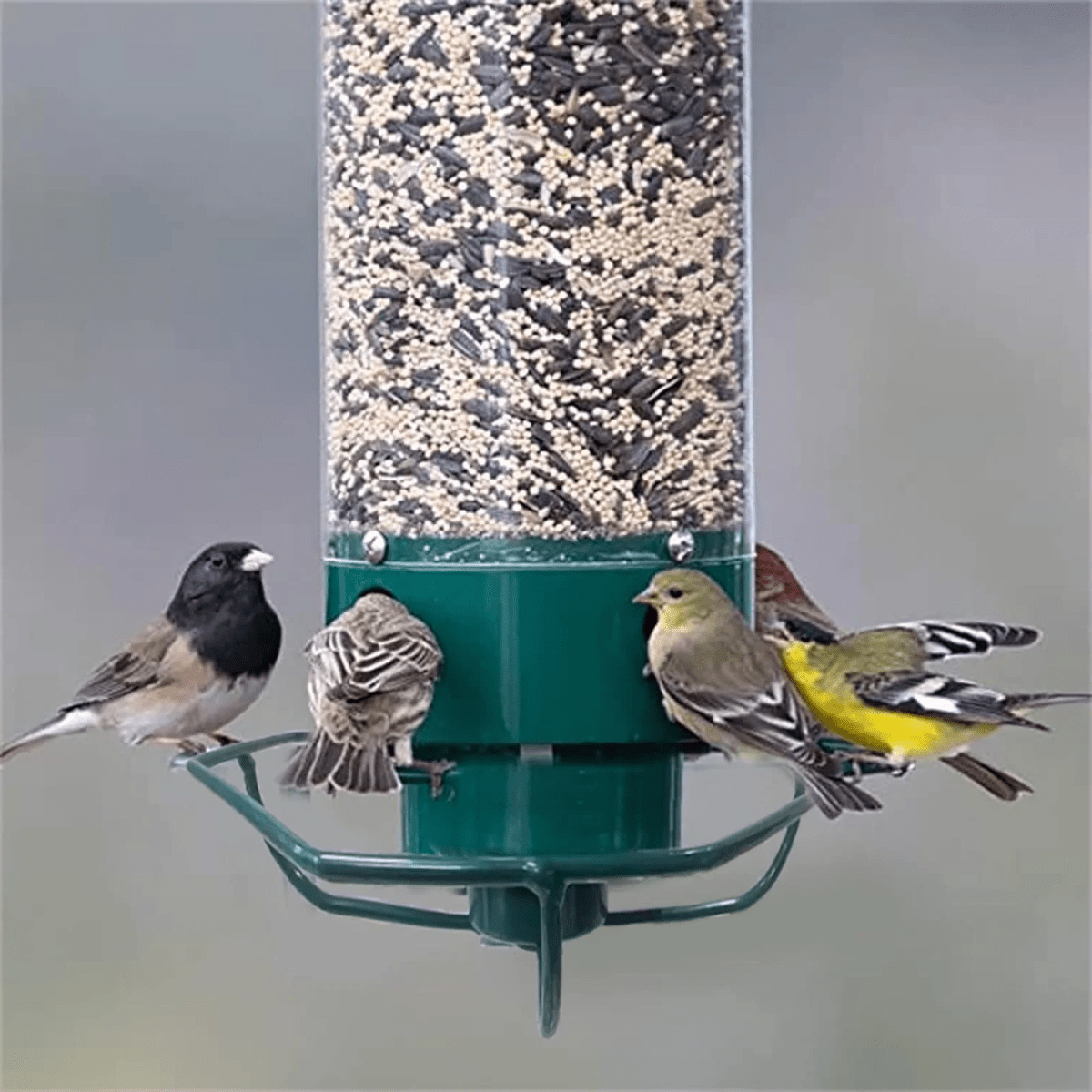 Squirrel-Resistant Birdhouse with Rotating Perch and Four Feeding Openings