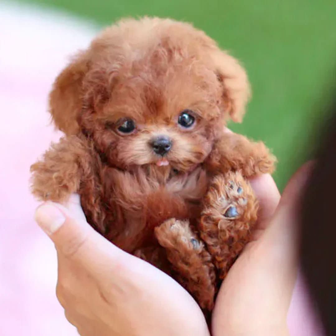 Portable Plush Dog Toy for Kids - Ideal for Playful Cuddling Adventures