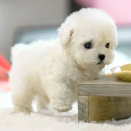 Portable Plush Dog Toy for Kids - Ideal for Playful Cuddling Adventures