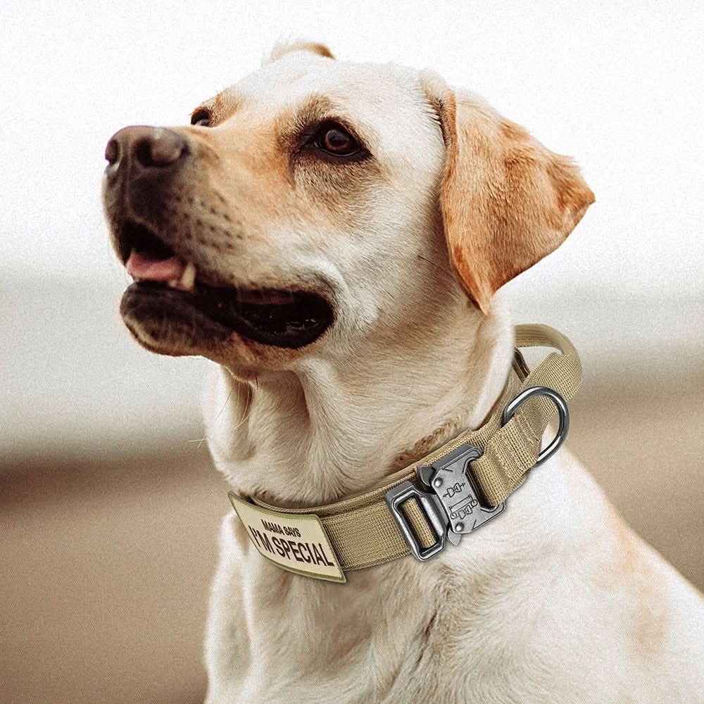 Sturdy Adjustable Dog Collar Set – Perfect for Training and Daily Wear