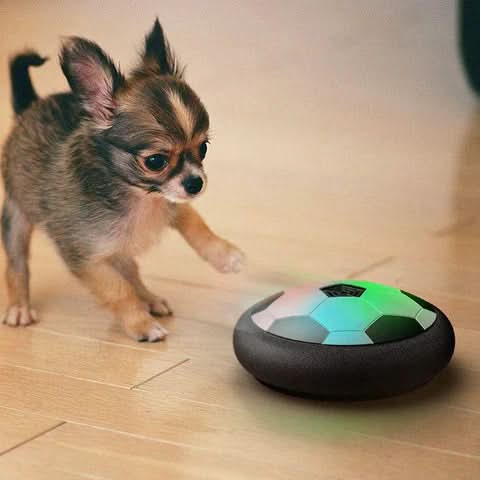 Engaging Play Ball for Dogs with Random Movements